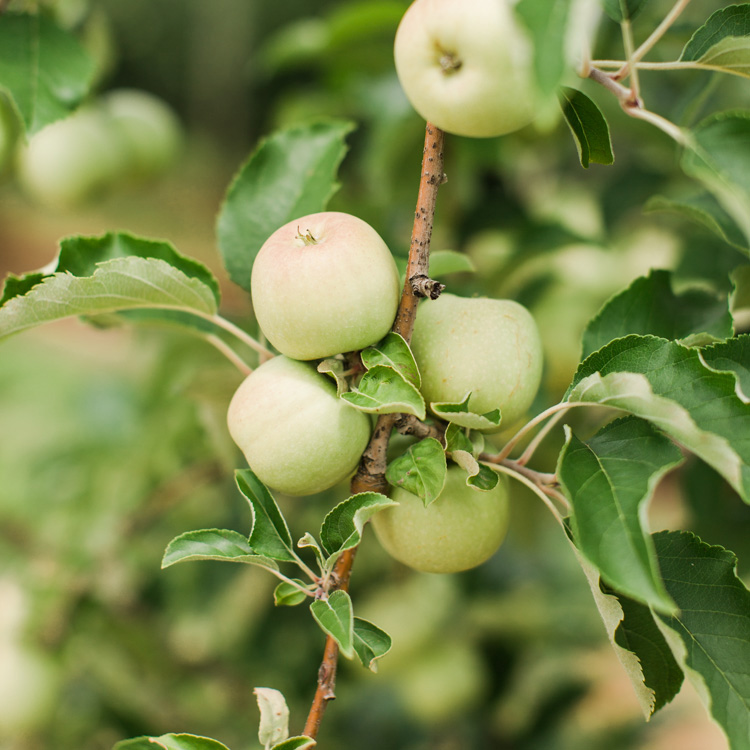 13 Georgia Apple Orchards You Should Visit This Fall